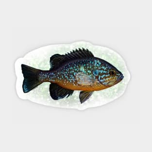 The Pumpkinseed Panfish Sticker